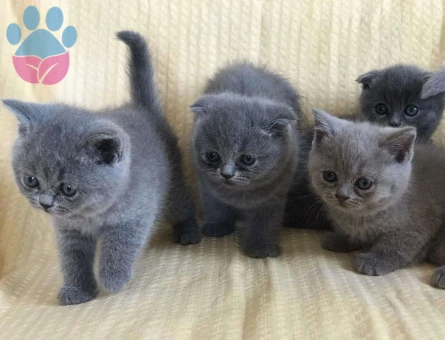 Scottish Fold ve British Shorthair Yavrularımız