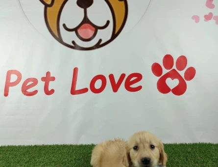 Golden Retriever Baby Face Bebeklerimiz