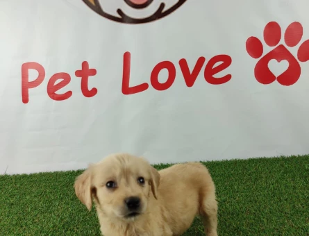 2 Aylık Dadı Irk Golden Retriever Yavrularımız