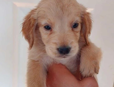 Golden Retriever Bebek Yüzlü Yavru Erkek