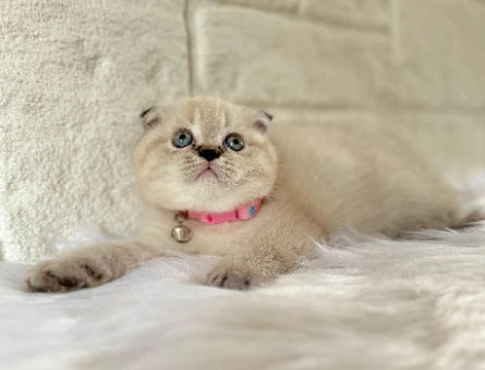 Scottish Fold 2 Aylık Dişi