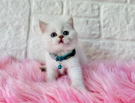 British Shorthair Golden Point Erkek 2 Aylık