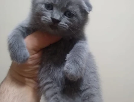 Ankara İçi British ve Schottish Erkek ve Dişi Yavrular