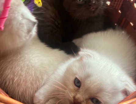 Scotish Blue Point 2 Aylık