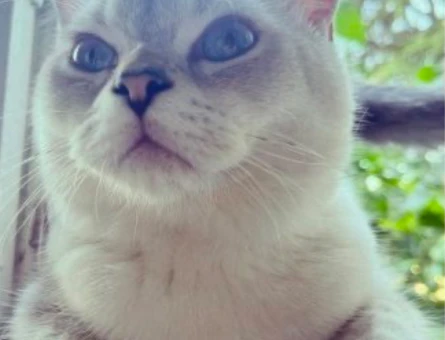 British Blue Point 2 Yaşında