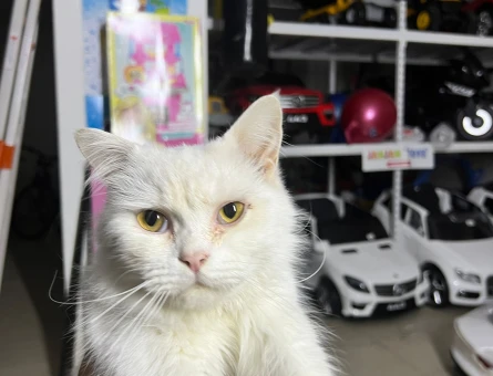 Sokakta bulduğumuz British Kediyi Sahiplendirmek İstiyoruz