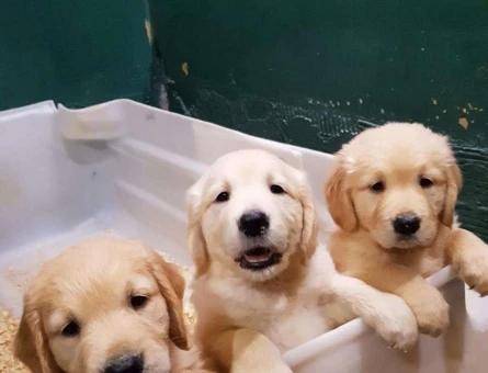 Golden Retriever Şahane Ötesi Yavrularımız