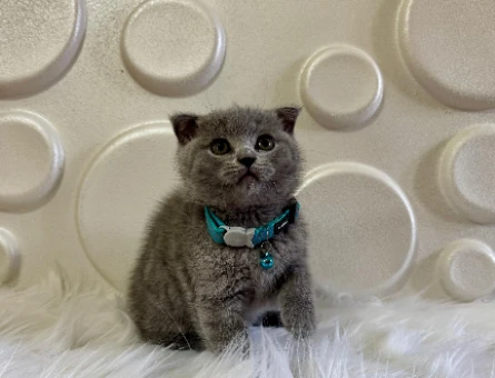 Scottish Fold Erkek Gri 2 Aylık