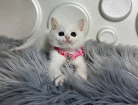 2 Aylık Bembeyaz British Shorthair Dişi