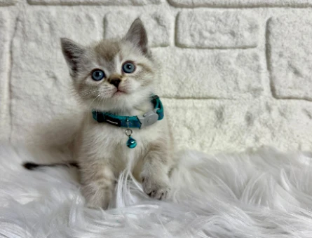 British Shorthair 2 Aylık Erkek Mavi Gözlü