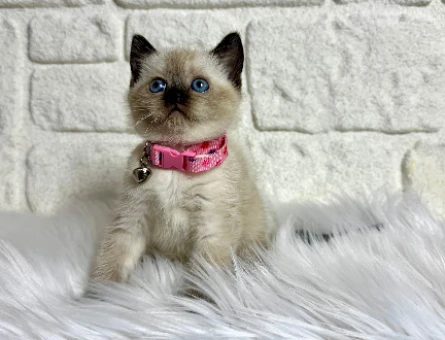 British Shorthair Çikolata Point Dişi 2 Aylık Yavrular