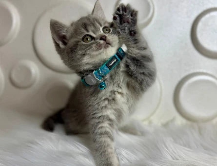 British Shorthair 2 Aylık Tabby ErkekYavrumuz
