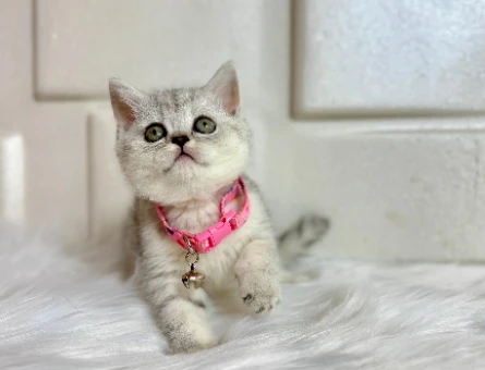 British Shorthair Silver Dişi Yavrumuz