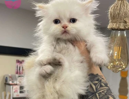 Safkan Yavru British Shorthair Red Point Yavrumuz