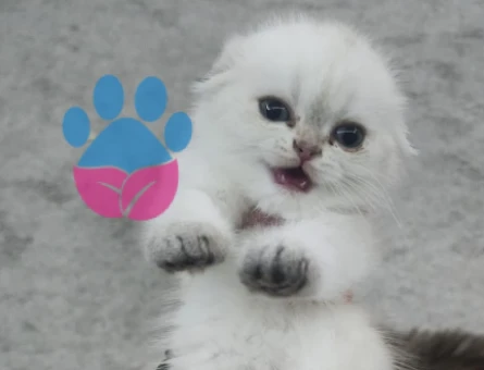 Beyaz Scottish Fold Blue Point Yavru