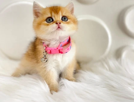 British Shorthair Golden Ny11 Dişi 2 Aylık