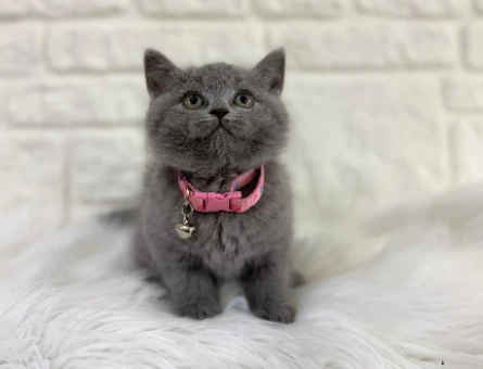 British Shorthair Gri 2 Aylık Ayıcık Surat Dişi