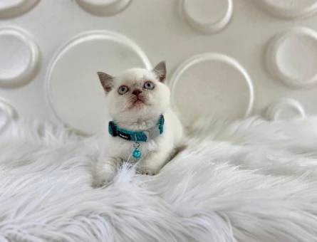 2 Aylık Bluepoint British Shorthair Erkek