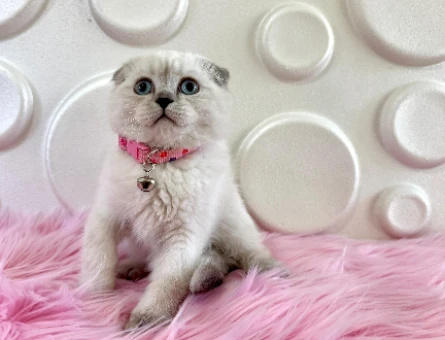 2 Aylık Bluepoint Dişi Scottish Fold