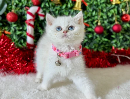 British Shorthair Silver Point  Maviş Dişi 2 Aylık