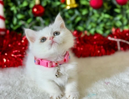 British Shorthair Minnoş 2 Aylık Dişi