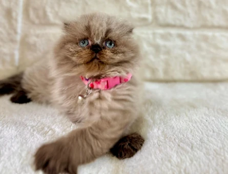 Scottish Fold Longhair Pofuduk Dişi 2 Aylık