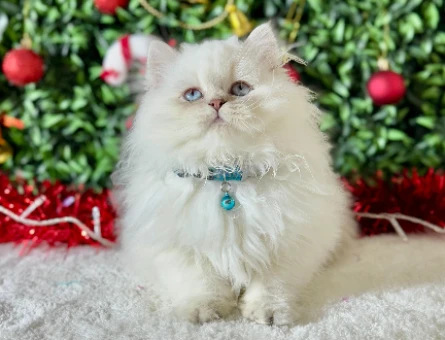 British Longhair Kar Beyazı Erkek