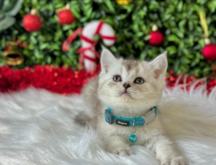 British Shorthair Tabby Erkek 2 Aylık