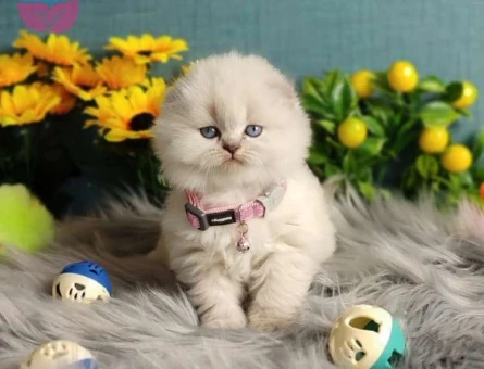 Muhteşem Güzellikte British ve Scottish Blue Point Yavrularımız