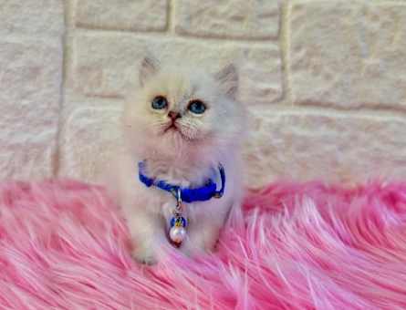 British Longhair Bluepoint Erkek 2 Aylık Maviş Yavrumuz