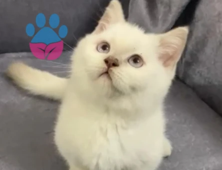 British Shorthair Munchkin Büyümeyen Yavrular Dişi ve Erkek