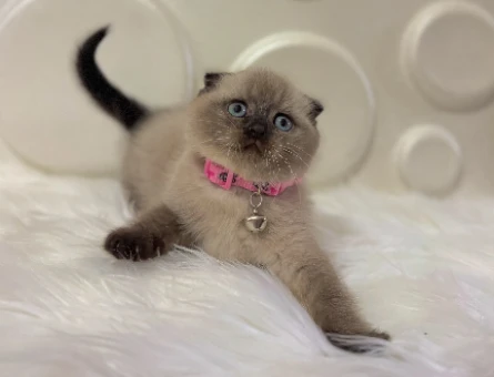 Scottish Fold Çikolata Point 2 Aylık