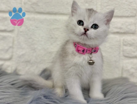 British shorthair Silver Dişi 2 Aylık