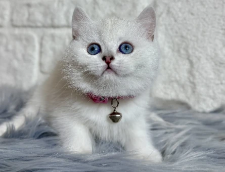 British Shorthair Mavi Gözlü Silver Point Dişi