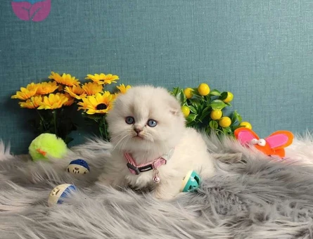 Muhteşem Güzellikte British ve Scottish Blue Point Yavrularımız