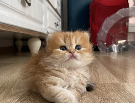 Anne baba full scrli kaliteli britishlonghair golden yavrular