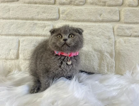 Scottish Fold Dişi 2 Aylık