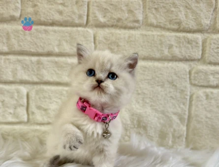 British Shorthair Point Mavi Gözlü Dişi