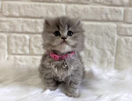 British Longhair Tabby Dişi Yavru