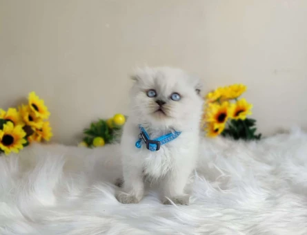 Muhteşem Scottish Fold Blue Point Yavru Kedi