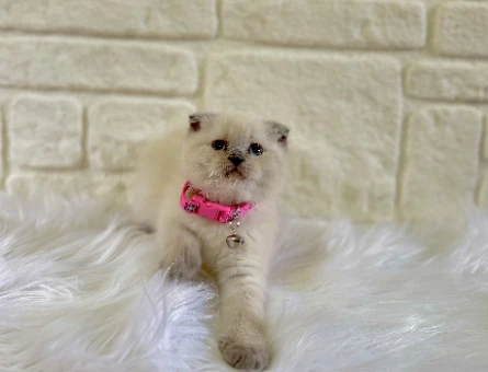 Scottish Fold Bluepoint Dişi 2 Aylık