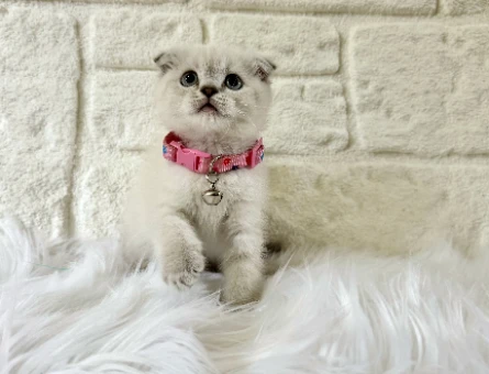 Scottish Fold Dişi Bluepoint 2 Aylık