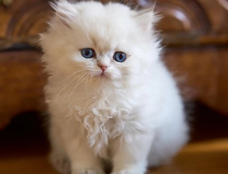 Kendi safkan kedilerimizin yavruları British Shorthair bebekler yuvalarını arıyor