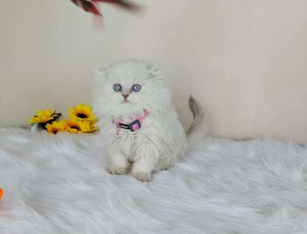 Safkan British Longhair Beyaz Yavru Kedi