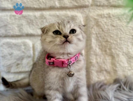 Scottish Fold Topaç Kafa 2 Aylık Dişi