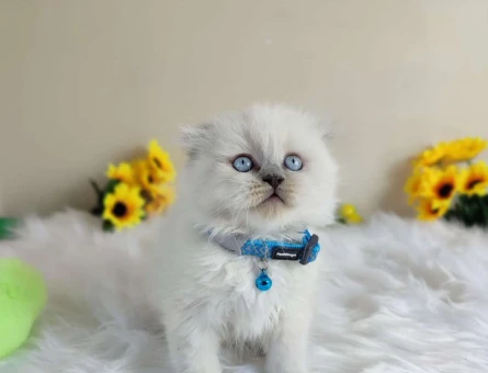 Safkan Scottish Fold Blue Point Yavru Kedi