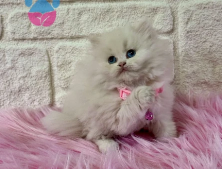 Mavi Gözlü British Longhair Dişi 2 Aylık