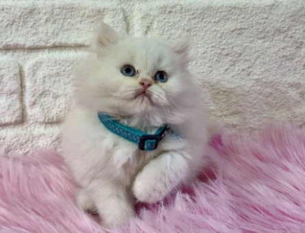 British Longhair Erkek 2 Aylık Kar Beyazı
