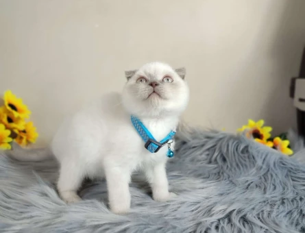 Safkan Scottish Fold Point Yavru Kedi Maması