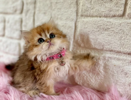 Golden British Longhair Dişi 2 Aylık